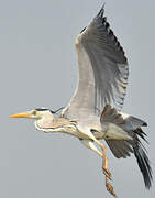 Grey Heron