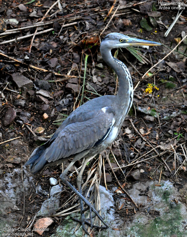 Grey Heron