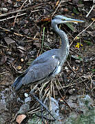 Grey Heron