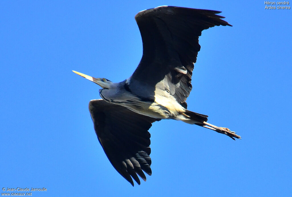 Grey Heron, Flight