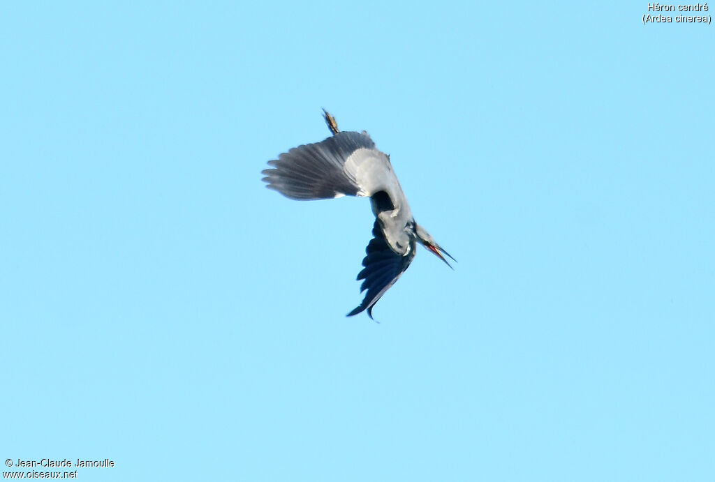 Grey Heron, Flight