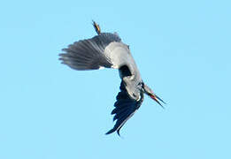 Grey Heron