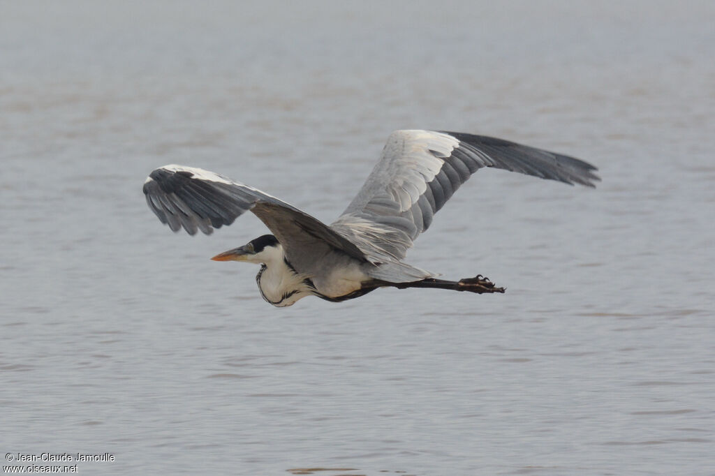 Cocoi Heron, Flight