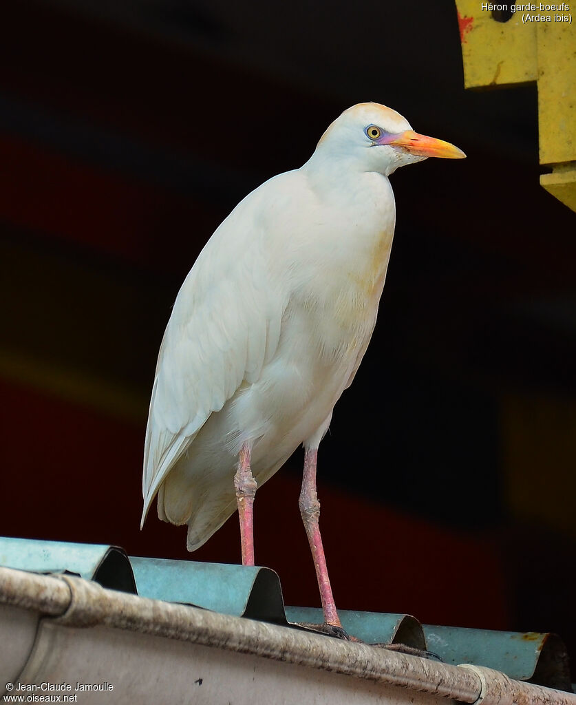 Western Cattle Egret