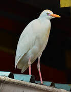 Western Cattle Egret