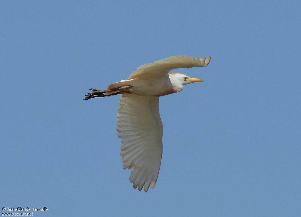 Western Cattle Egret