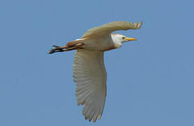 Western Cattle Egret