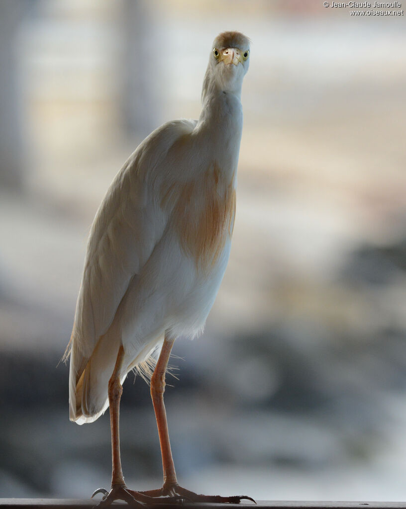 Western Cattle Egretadult, identification, aspect, walking, eats