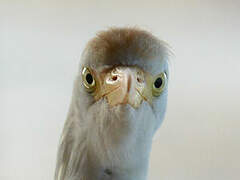 Western Cattle Egret