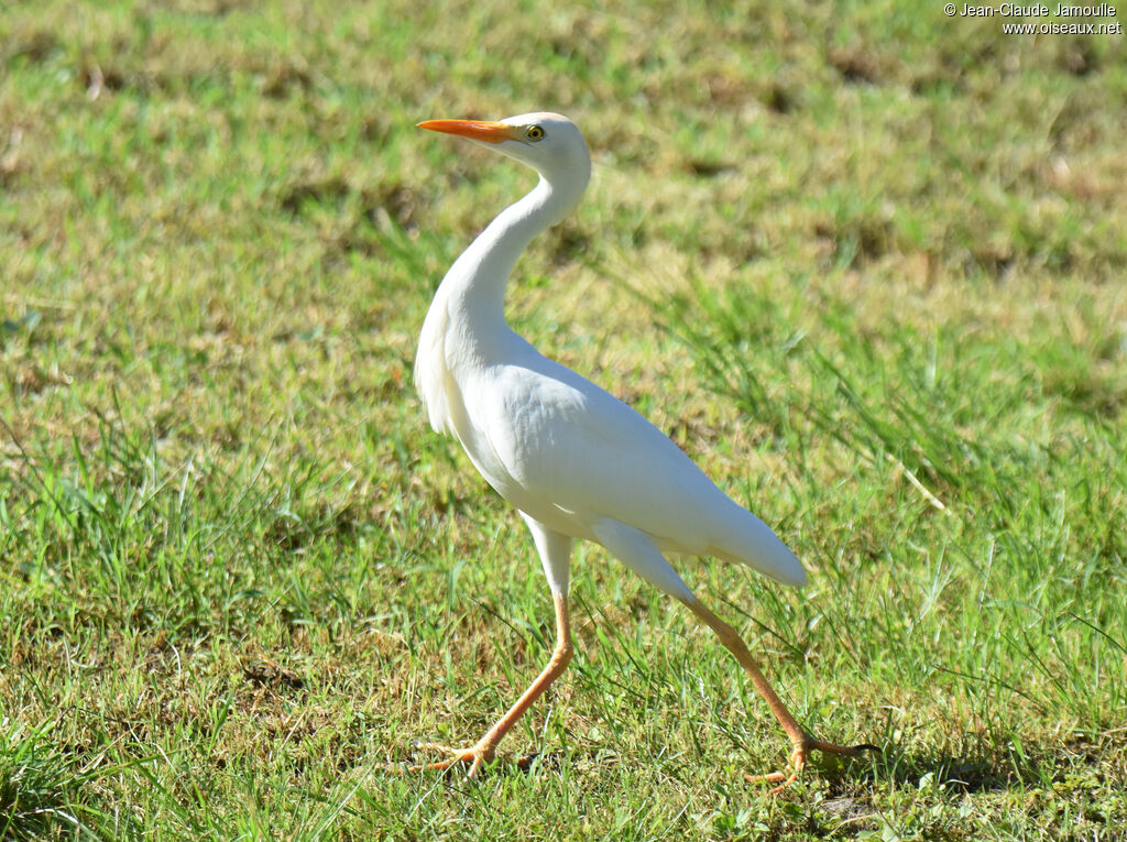 Western Cattle Egret