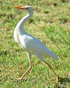 Western Cattle Egret