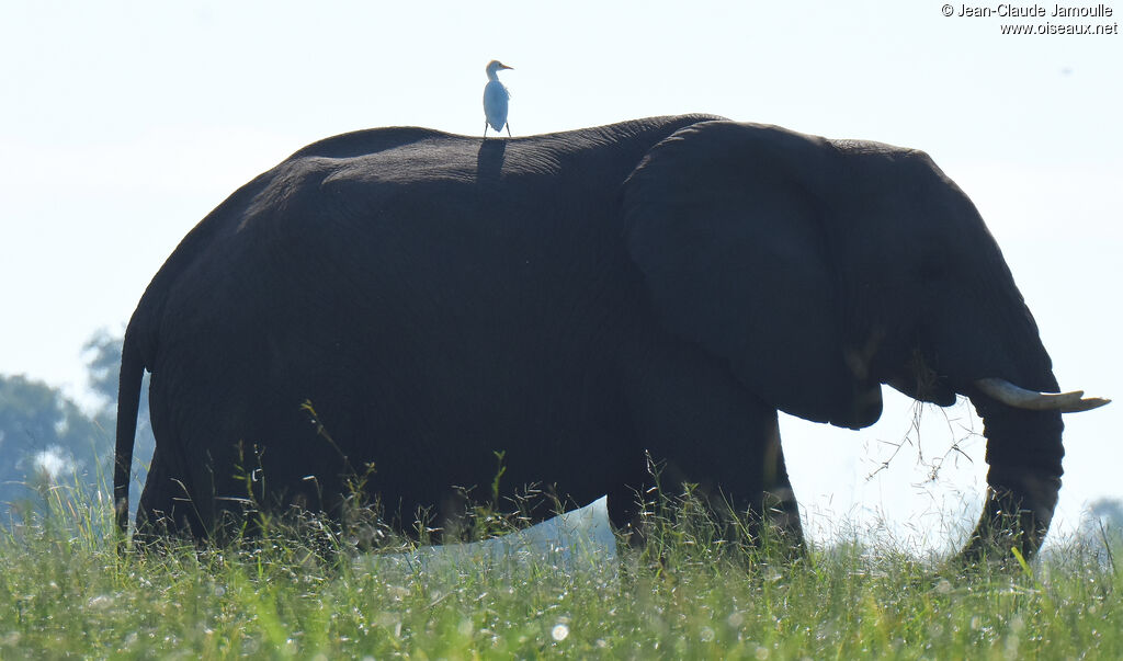 Western Cattle Egret