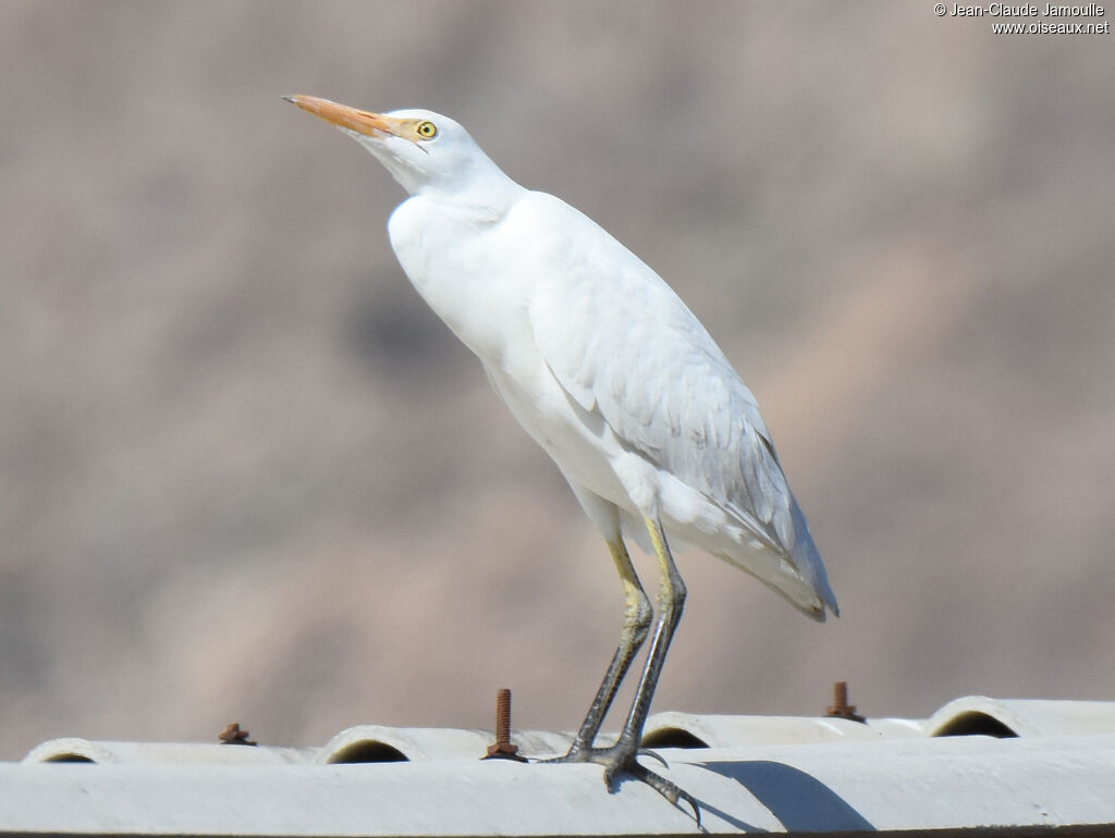 Western Cattle Egret