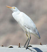 Western Cattle Egret