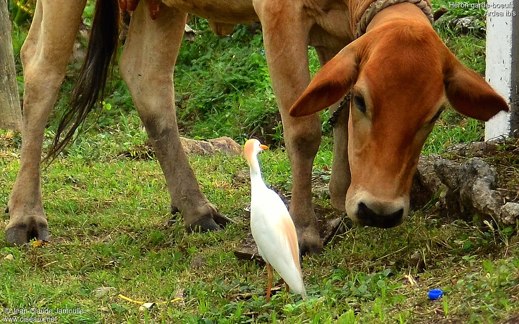 Western Cattle Egret, Behaviour