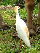 Western Cattle Egret