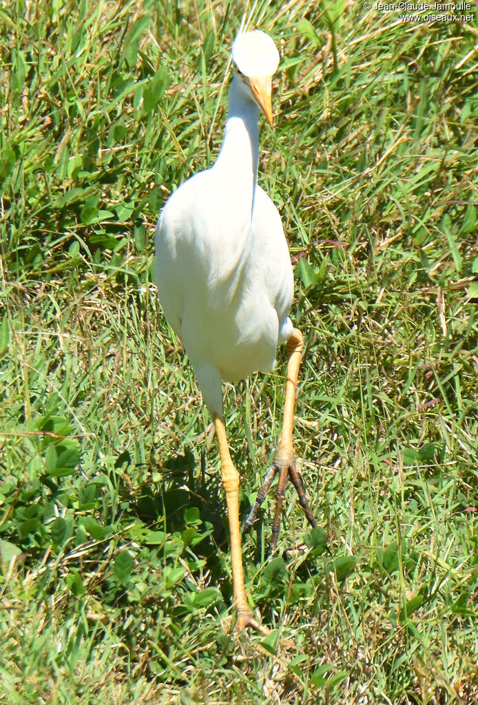 Western Cattle Egret