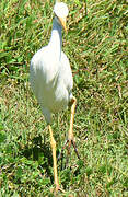 Western Cattle Egret