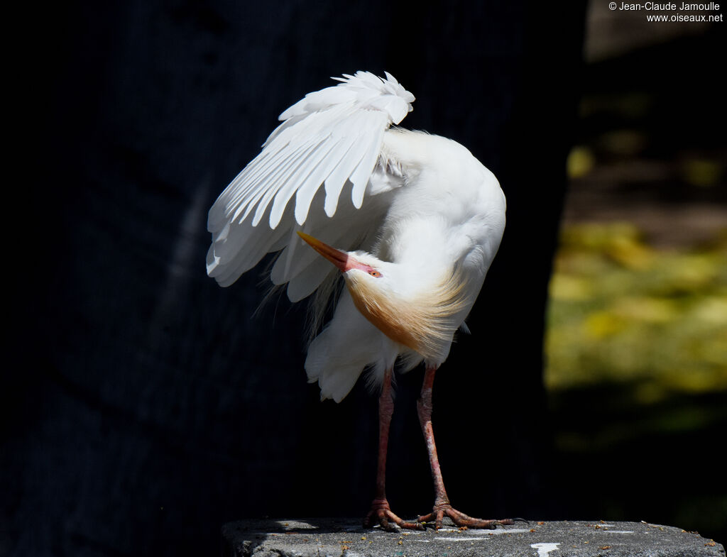 Western Cattle Egretadult, care