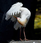 Western Cattle Egret