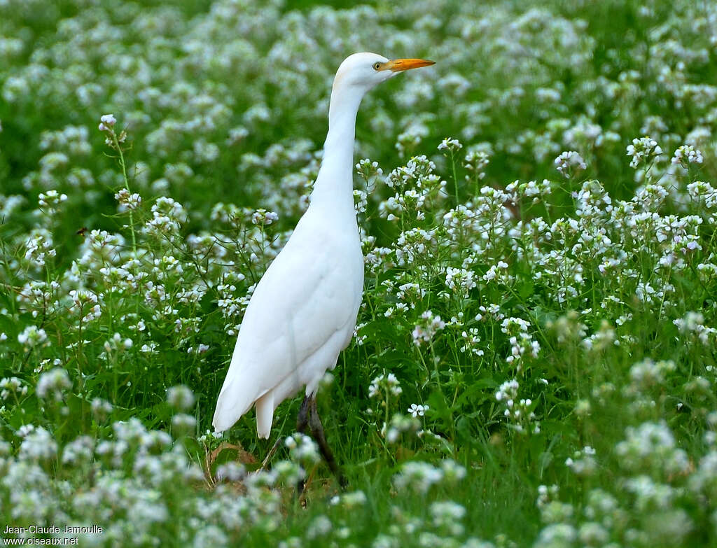 Western Cattle Egretadult post breeding, identification