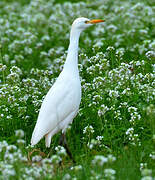 Western Cattle Egret