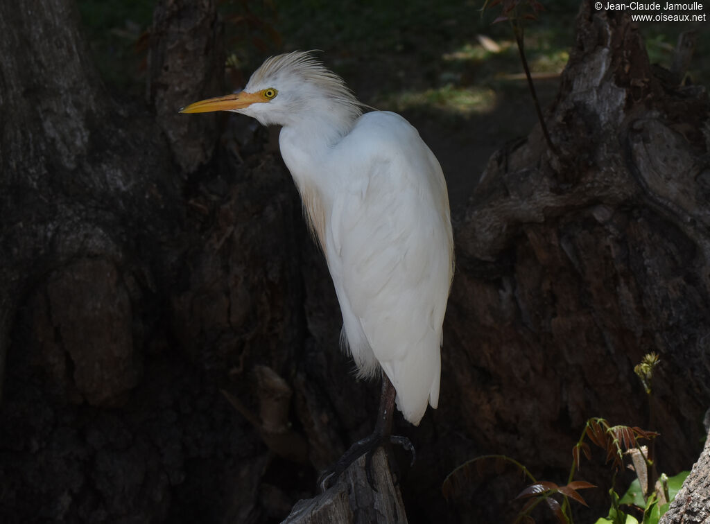 Western Cattle Egret