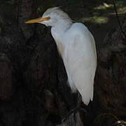 Western Cattle Egret