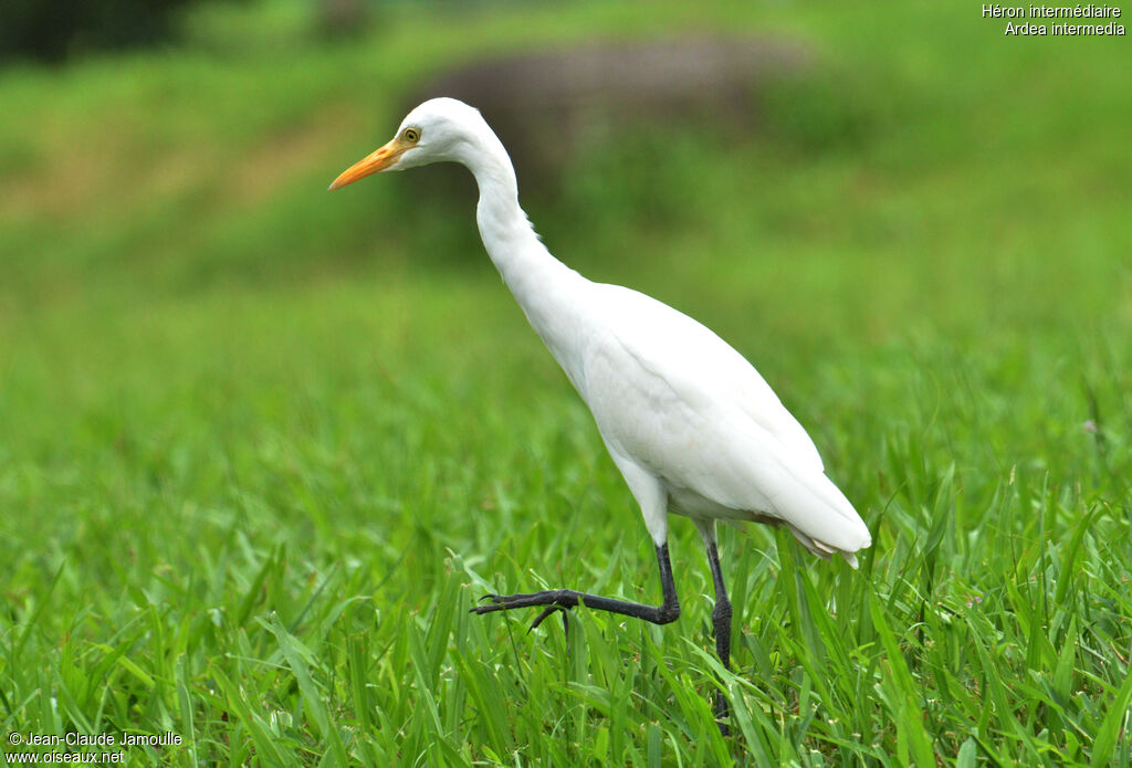 Intermediate Egretadult, Behaviour