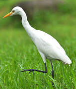 Intermediate Egret