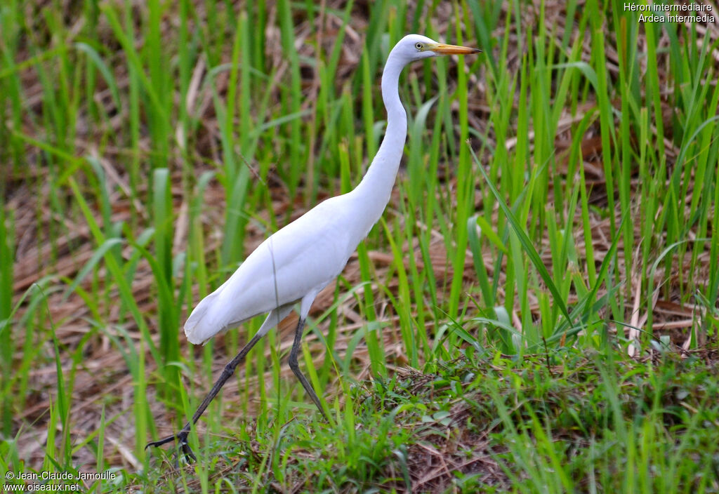 Intermediate Egret, Behaviour