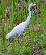 Medium Egret