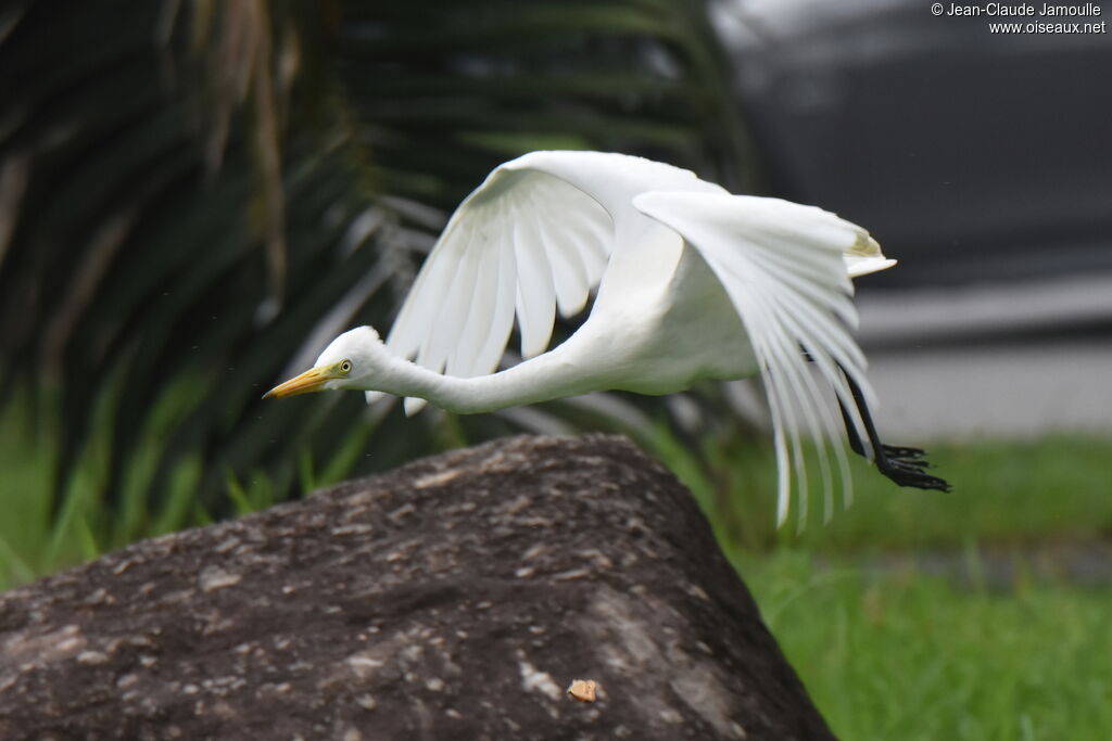 Medium Egret