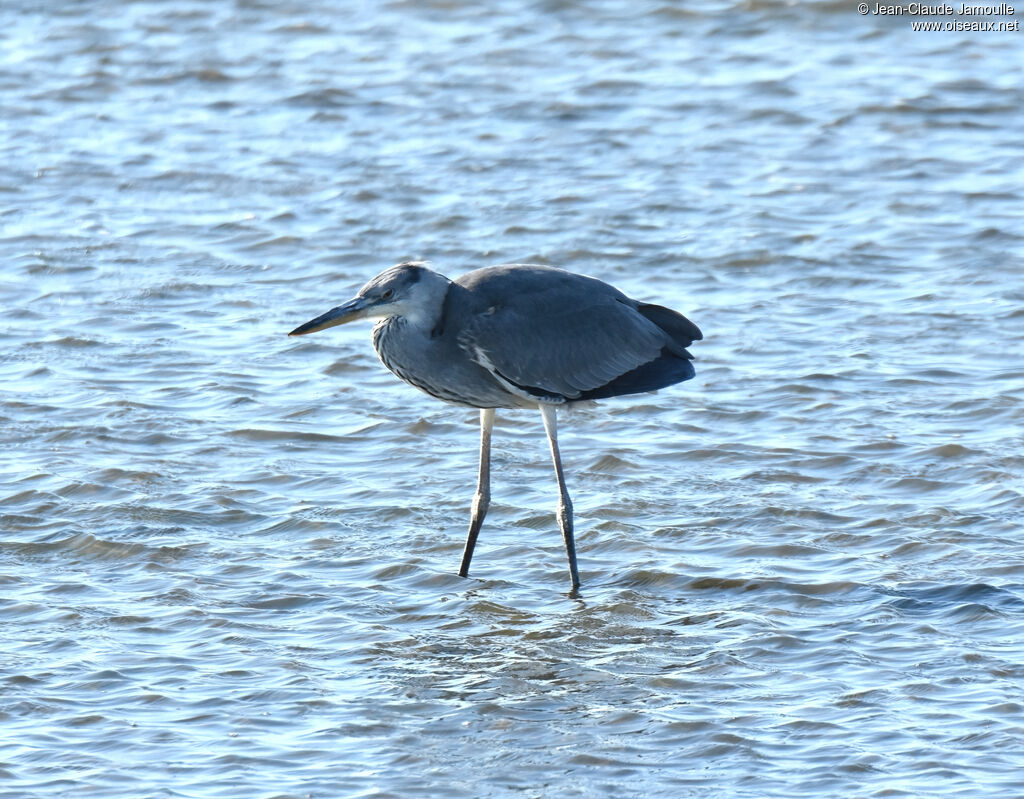 Black-headed Heron