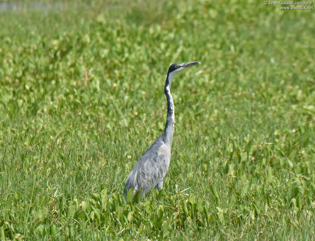 Black-headed Heronadult