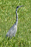 Black-headed Heron