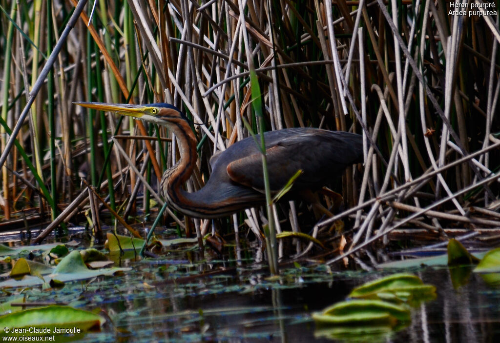 Purple Heron, Behaviour