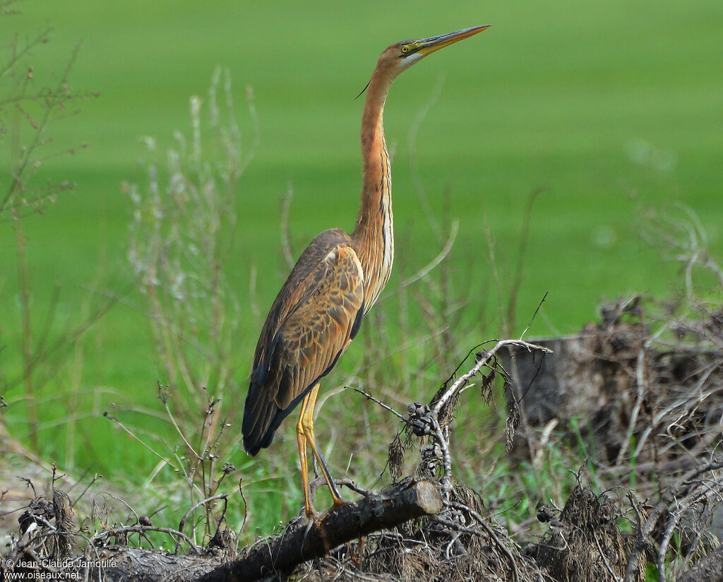 Purple Heron