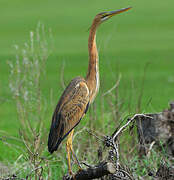 Purple Heron