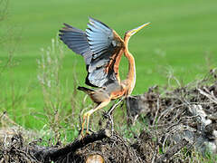 Purple Heron