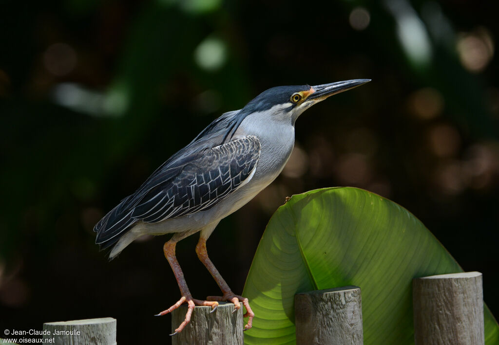 Striated Heronadult