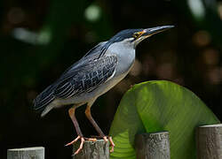 Striated Heron