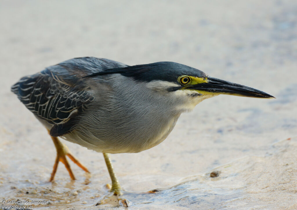 Striated Heron, Behaviour