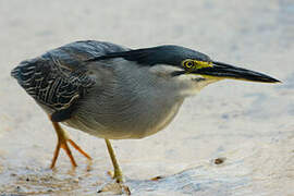 Striated Heron