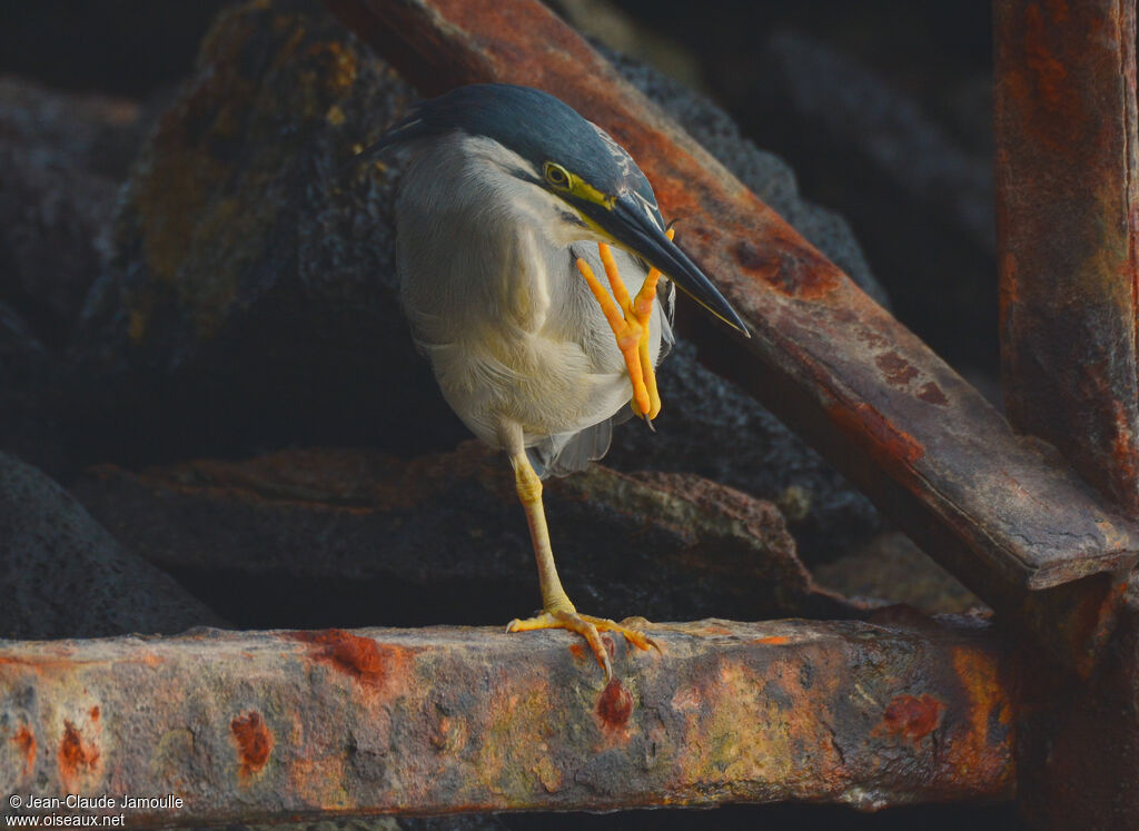 Striated Heron, Behaviour