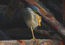 Striated Heron