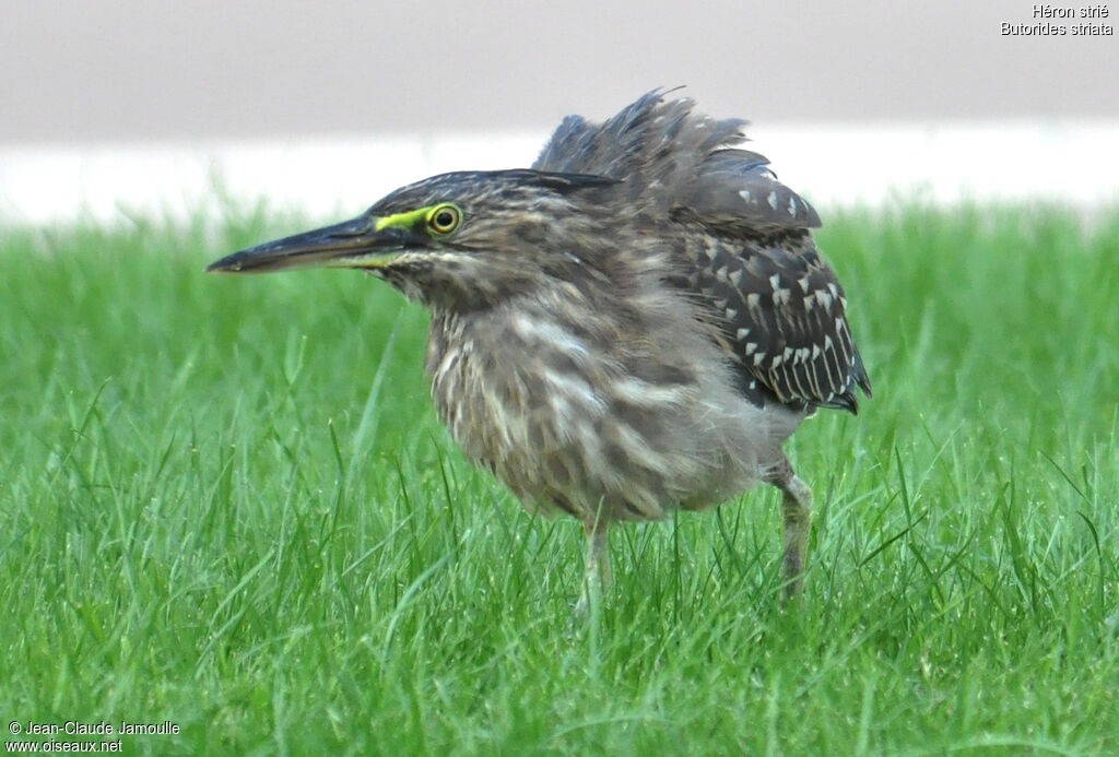 Striated Heronjuvenile