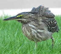 Striated Heron