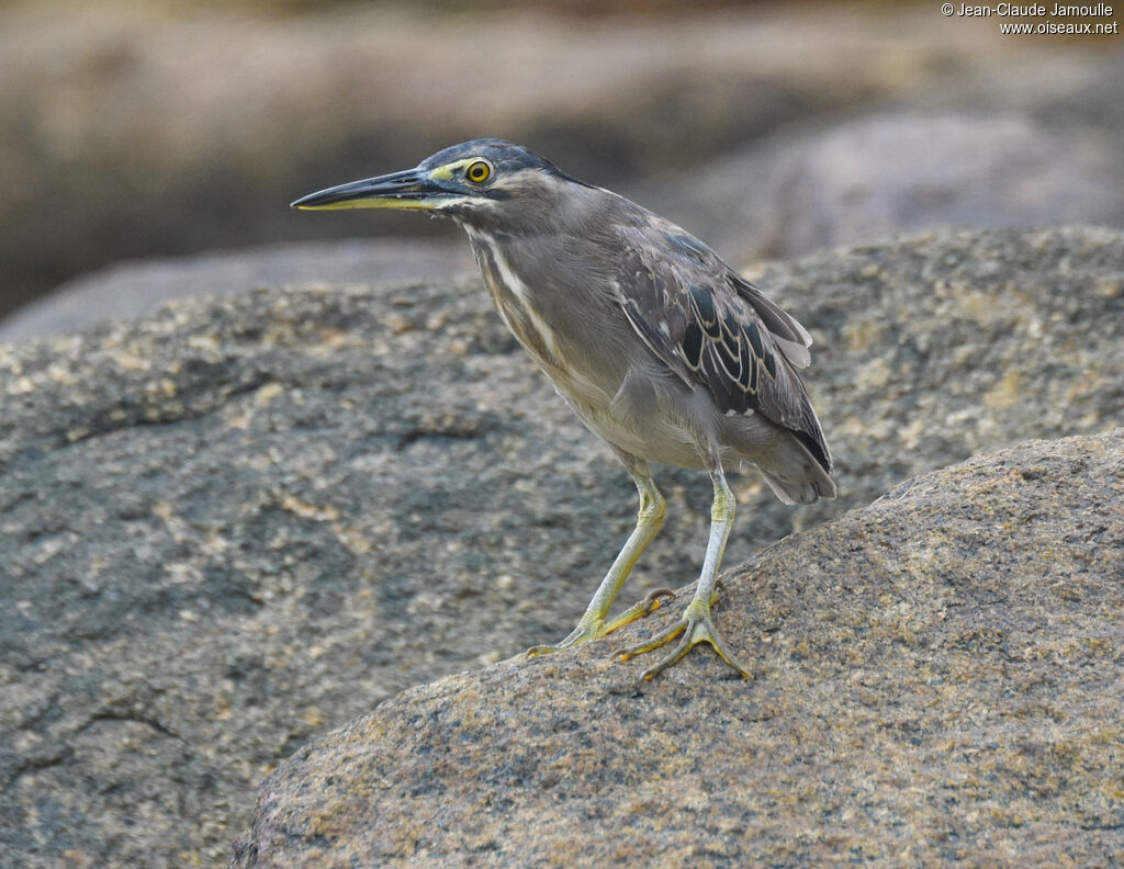 Striated Heron