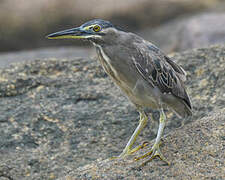 Striated Heron